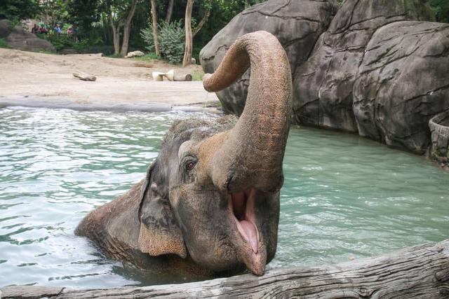 باغ وحش و باغ گیاه شناسی سینسیناتی