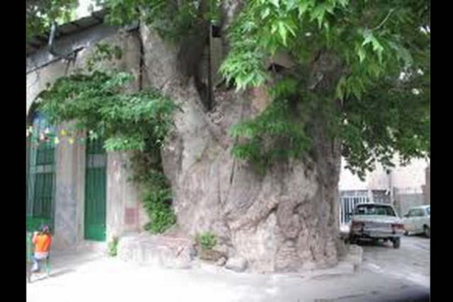 چنار کهنسال البرز