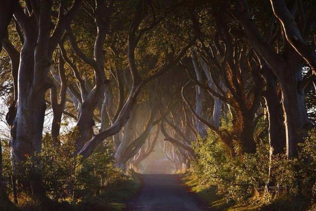 پرچین تاریک