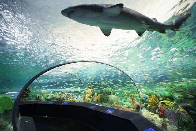 آکواریوم ریپلی کانادا