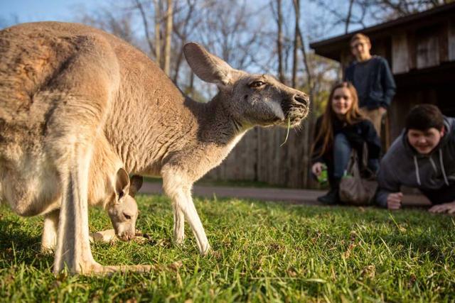 باغ وحش نشویل