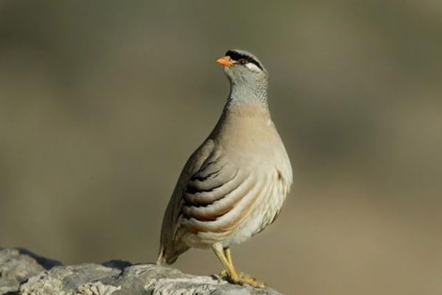 منطقه حفاظت شده میش داغ