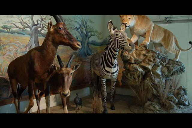 موزه تاریخ طبیعی یزد