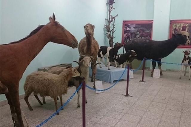 موزه علوم طبیعی بهاباد
