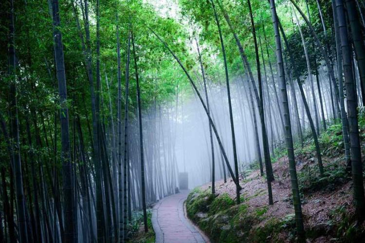 دریای بامبو شونان (پارک ملی ژوهای شونان)