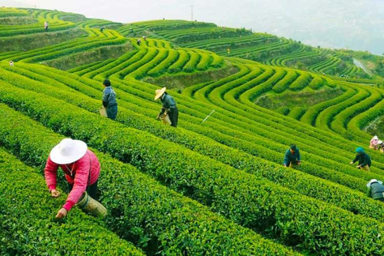 روستای فرهنگی چای لانگ جینگ شان هانگژو 