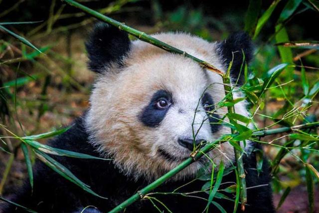 پایگاه تحقیقاتی پرورش پاندای چنگدو