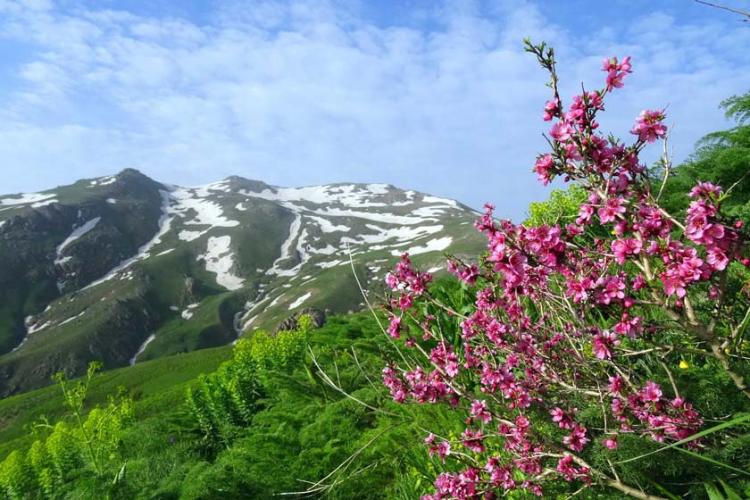 کوه چهل چشمه