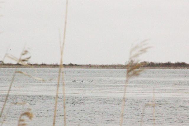 تالاب آلماگل