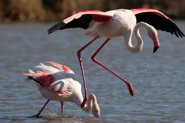 تالاب آلاگل