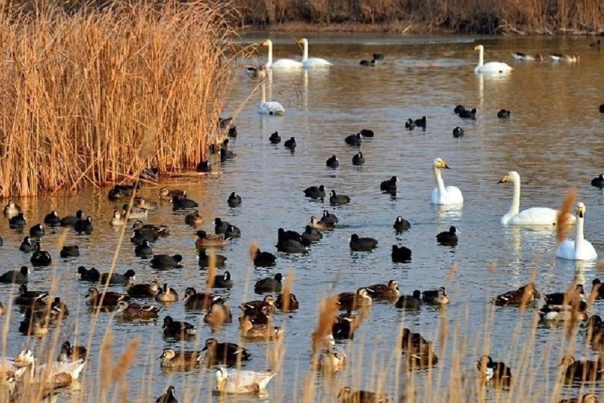 احیای تالاب‌های آذربایجان غربی؛ بازگشت آب به مناطق خشک‌شده