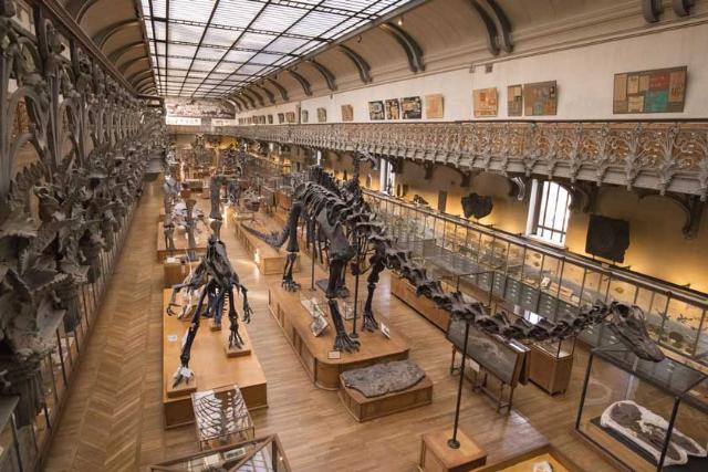 گالری دیرینه‌ شناسی و کالبدشناسی تطبیقی