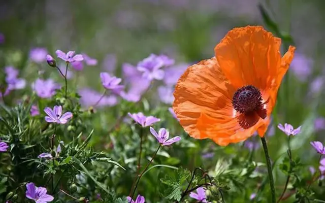 سفر به سوباتان