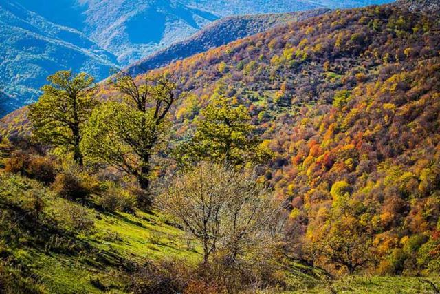 جنگل طبیعی تنباکولو