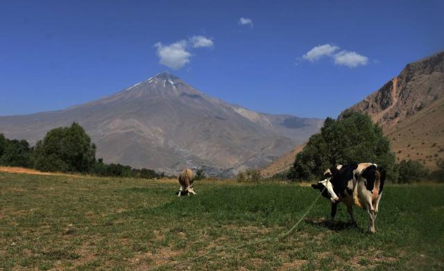 دام‌های در حال چرا در مراتع اطراف روستای نوا