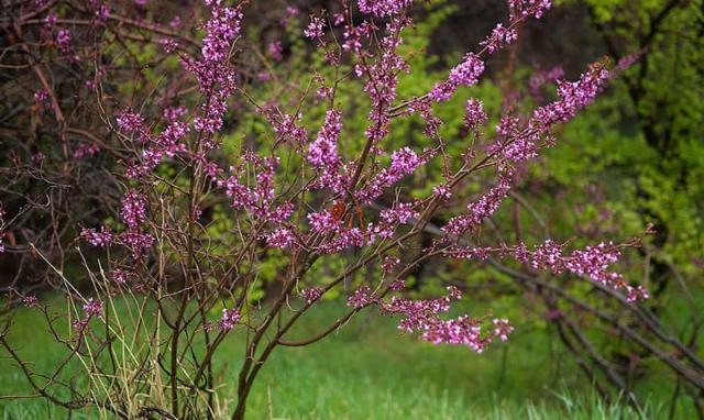 سرسبزی پارک جنگلی لویزان