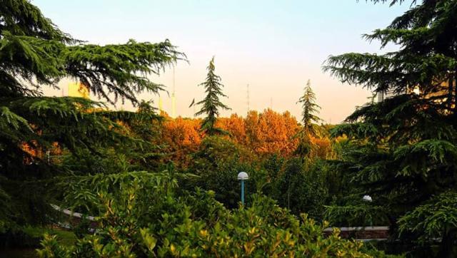 درختان پارک گفتگو