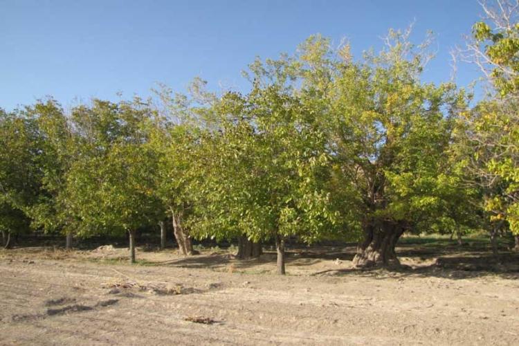 توتستان کهنسال امامزاده بزم