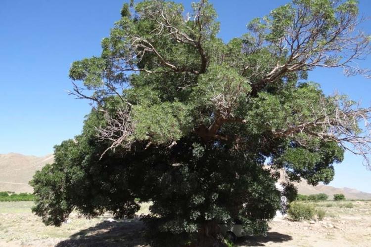 درخت زبان گنجشک پیرکدویه