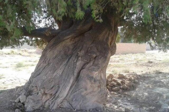 درخت سرو کهنسال روستای باغ فراگرد مشهد