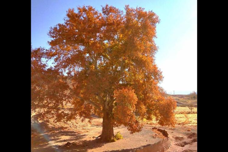 درختان چنار کهنسال بیجورد