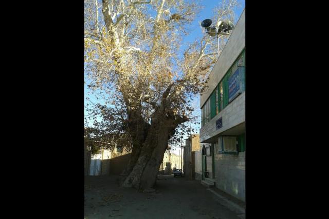 درخت چنار کهنسال هدک بردسکن