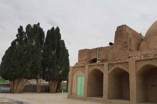 درخت سرو کهنسال مزار سید قوام الدین نوق رشتخوار