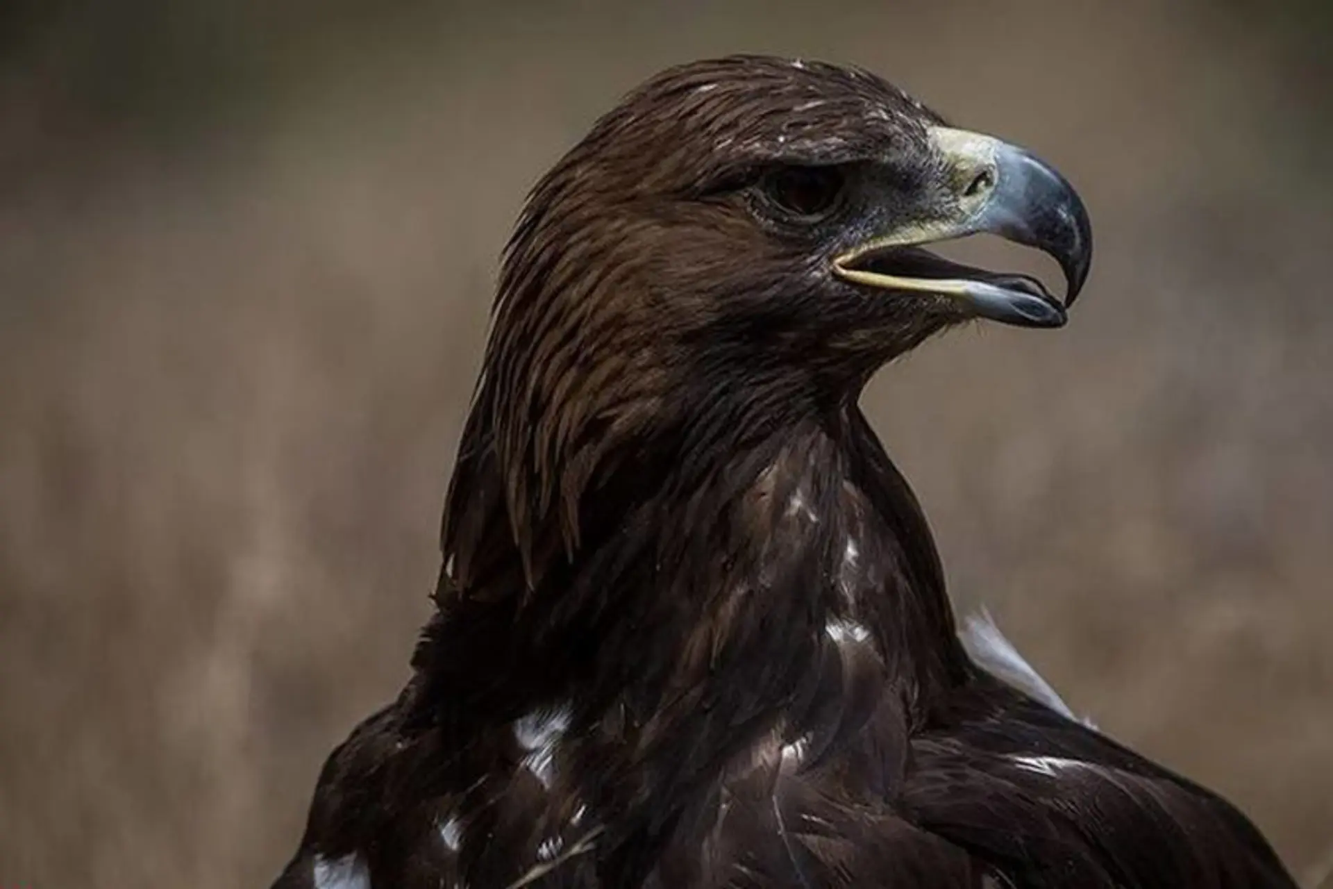 سرقت شبانه پرندگان شکاری از کلینیک پردیسان