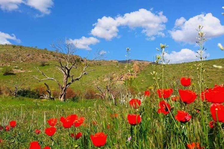 رویش گل‌ها در بهار پارک ملی خجیر