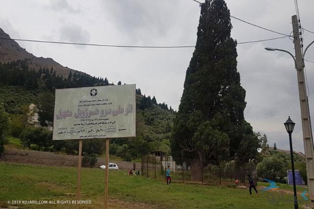 درخت روستای هرزویل