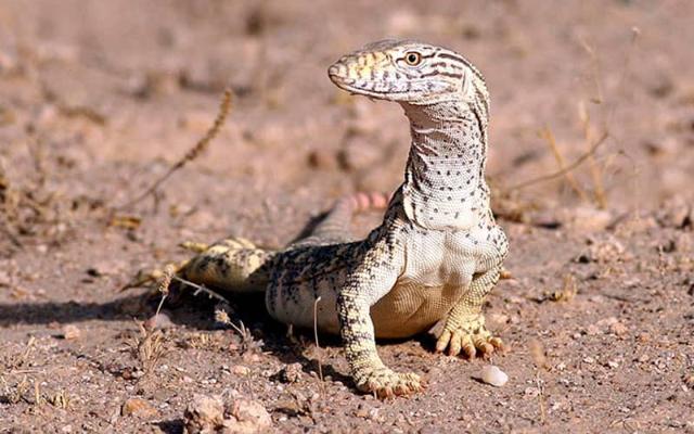 پارک ملی سیاه کوه