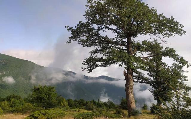 جنگل توسکستان