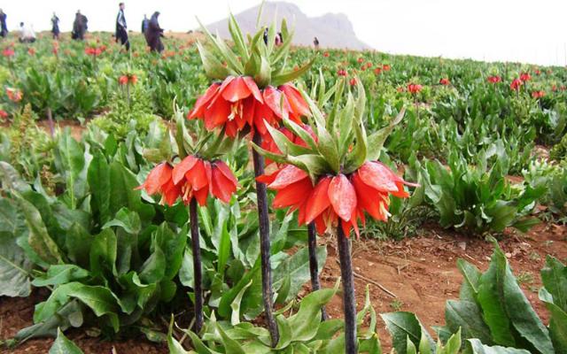 لاله های واژگون روستای دره بید