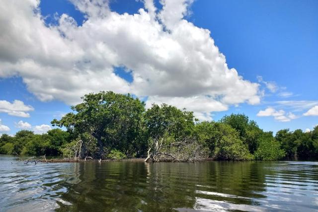 درختان مانگروو در تالاب رستیگنا