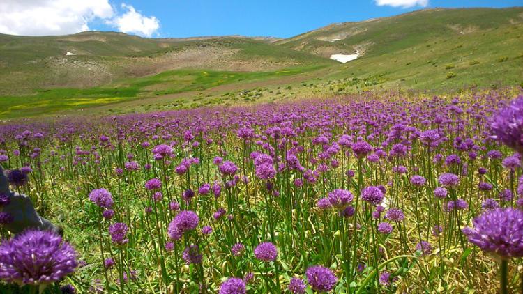 گل‌های پناهگاه حیات وحش انگوران