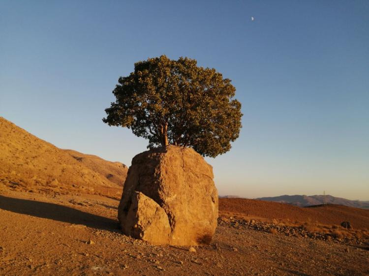 تصاویر مروارید سبز