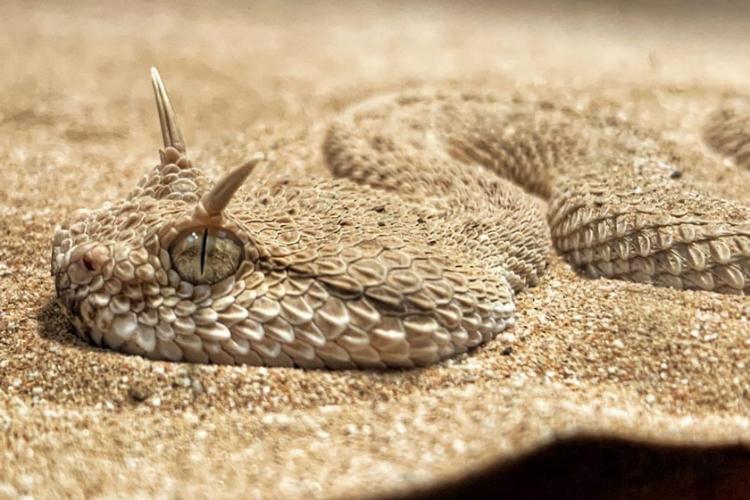 حیوانات بومی در مرکز حیات وحش عربی