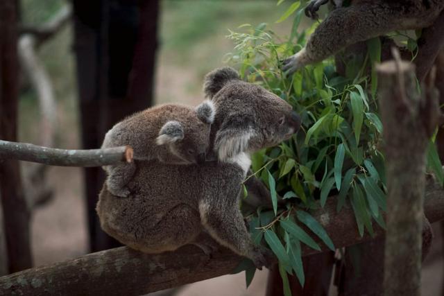 کوالاها در باغ وحش کائو کوی