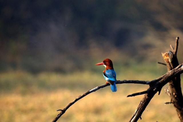 پارک ملی کلادو
