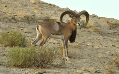 قوچ لارستانی در منطقه حفاظت شده هرمد