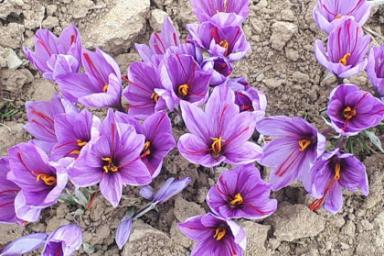 گل‌های زعفران روستای نیگ