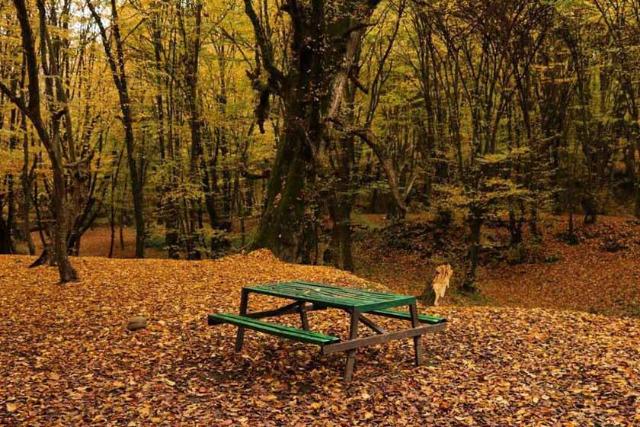 نیمکت‌های پیک‌نیک در جنگل النگدره