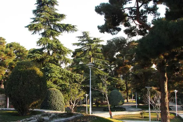 درختان مختلف در پارک ساعی
