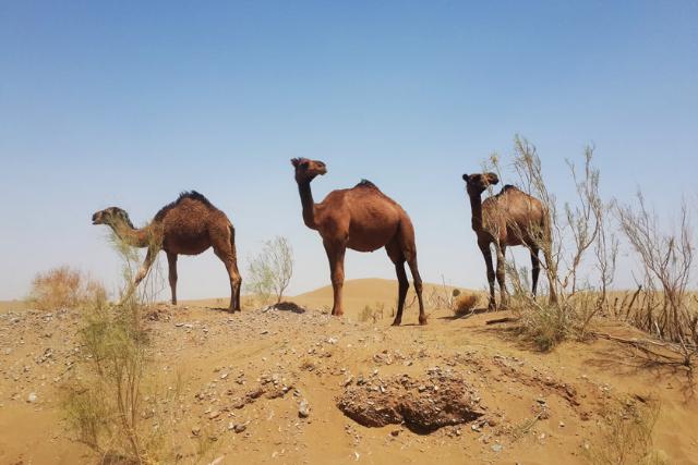 شترها در کویر مصر