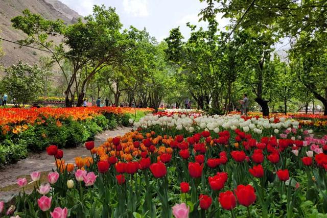 انواع رنگارنگ گل‌های لاله در باغ لاله آسارا