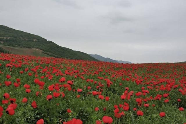 رویش شقایق‌ها در دشت شقایق گالیکش