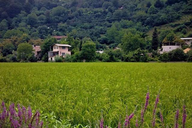 خانه‌های مسکونی در چمستان مازندران