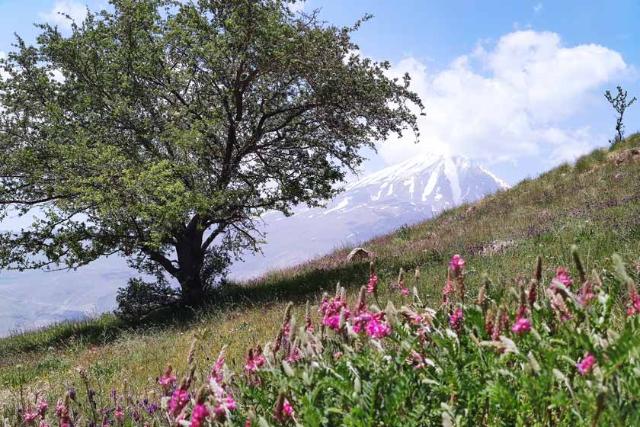 بهار در دشت آزو