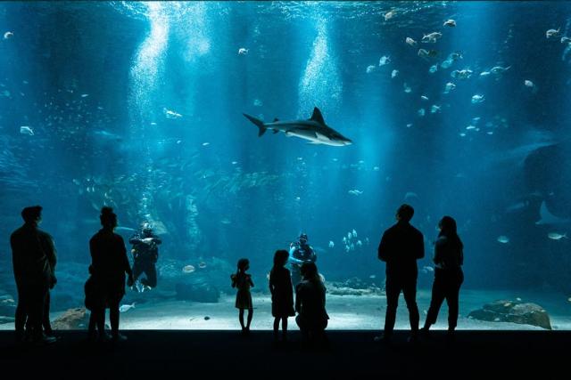 آکواریوم نوزیکا فرانسه؛ منبع عکس: گوگل‌مپ