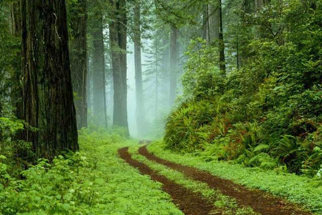 جنگل سیسنگان. منبع عکس: وبسایت رهبال آسمان. عکاس: نامشخص